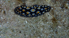 Phyllidia varicosa