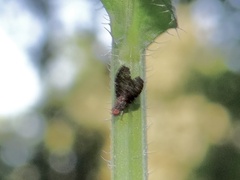 Trypetisoma sticticum