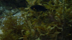 Chrysiptera leucopoma