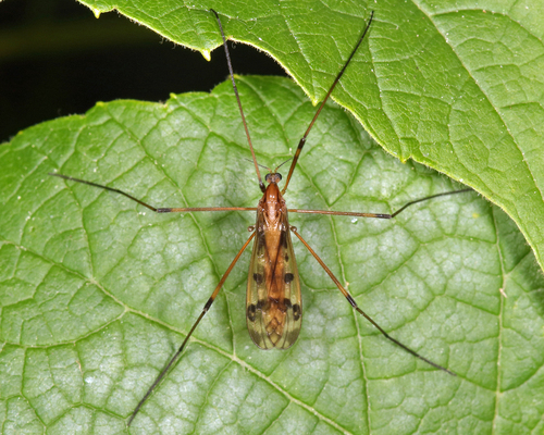 Metalimnobia hudsonica, 2022-06-23