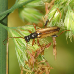 Pidonia scripta