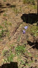 Penstemon leiophyllus leiophyllus