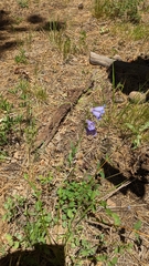 Penstemon leiophyllus leiophyllus