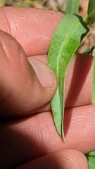 Penstemon leiophyllus leiophyllus