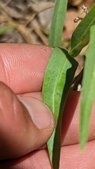 Penstemon leiophyllus leiophyllus