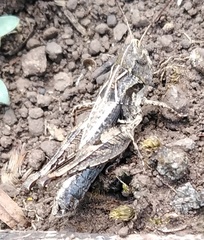 Psoloessa brachyptera