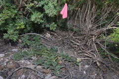 Asclepias prostrata