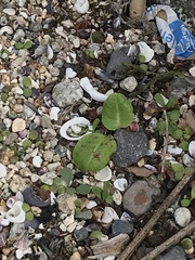 Dendroseris litoralis