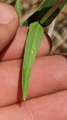 Penstemon leiophyllus leiophyllus