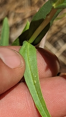 Penstemon leiophyllus leiophyllus