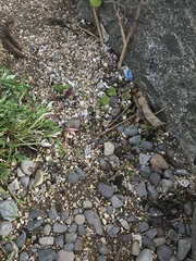 Dendroseris litoralis