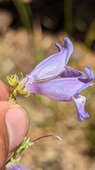 Penstemon leiophyllus leiophyllus