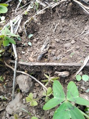 Psoloessa brachyptera