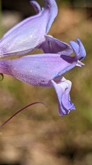 Penstemon leiophyllus leiophyllus
