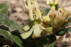 Asclepias prostrata