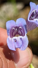 Penstemon leiophyllus leiophyllus