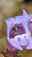 Penstemon leiophyllus leiophyllus