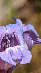 Penstemon leiophyllus leiophyllus