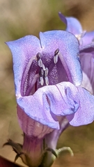 Penstemon leiophyllus leiophyllus