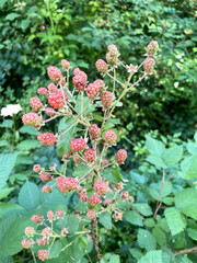Rubus pascuus