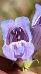 Penstemon leiophyllus leiophyllus
