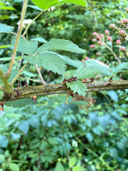 Rubus pascuus