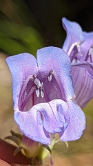 Penstemon leiophyllus leiophyllus
