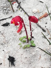 Utricularia menziesii