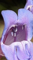 Penstemon leiophyllus leiophyllus