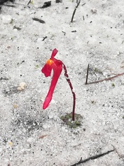 Utricularia menziesii