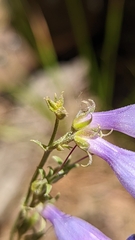 Penstemon leiophyllus leiophyllus