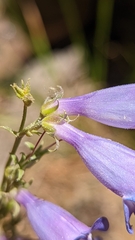 Penstemon leiophyllus leiophyllus