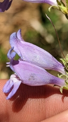 Penstemon leiophyllus leiophyllus