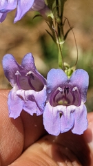 Penstemon leiophyllus leiophyllus