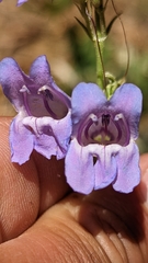 Penstemon leiophyllus leiophyllus