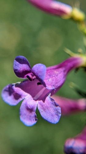 Image of Penstemon leonardii by (c) Darrin Gobble, some rights reserved (CC BY)