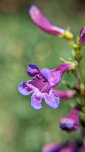 Image of Leonard's Beardtongue (Penstemon leonardii) by (c) Darrin Gobble, some rights reserved (CC BY)