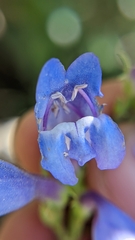 Penstemon leiophyllus