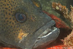 Acanthistius ocellatus