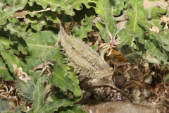 Asclepias prostrata