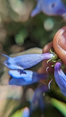 Penstemon leiophyllus