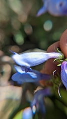Penstemon leiophyllus
