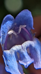 Penstemon leiophyllus