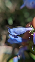 Penstemon leiophyllus