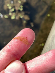 Hydrodictyon reticulatum