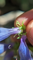 Penstemon leiophyllus