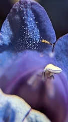 Penstemon leiophyllus