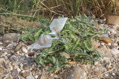 Asclepias prostrata