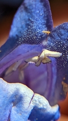 Penstemon leiophyllus