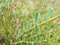 Boronia denticulata